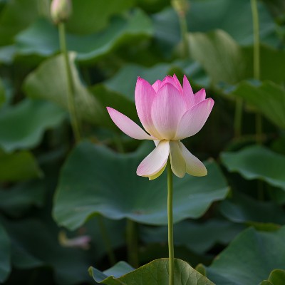 online meditation events, IMCW Staff, image of a flower